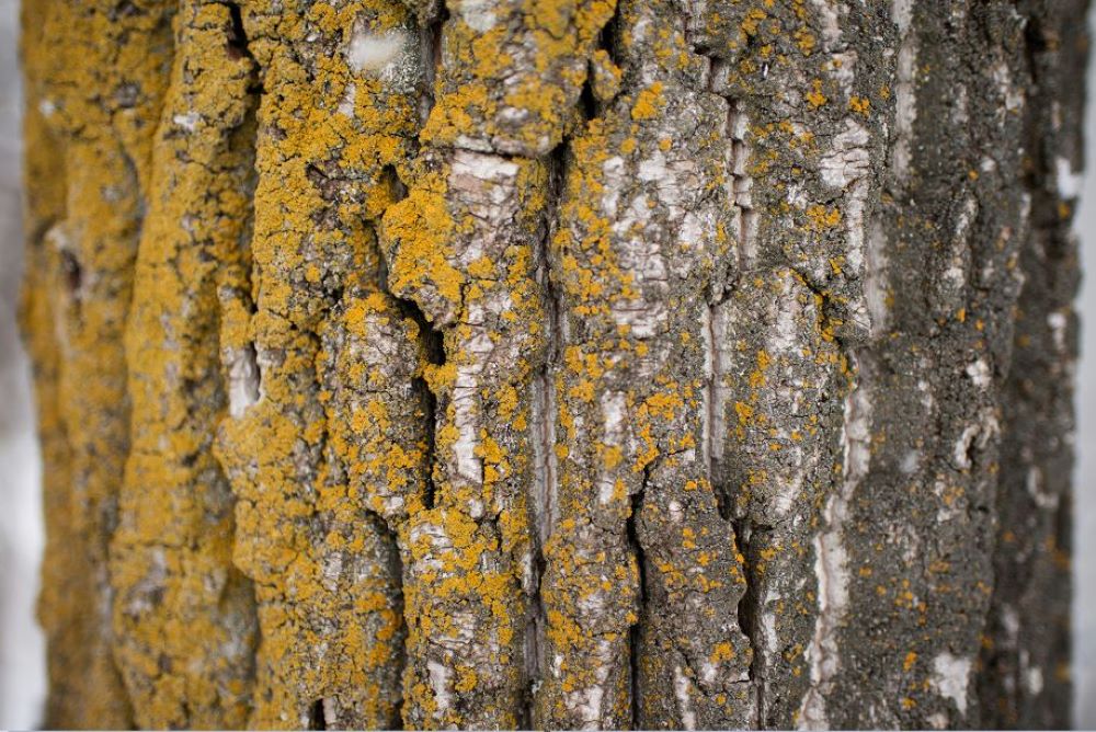 Bark