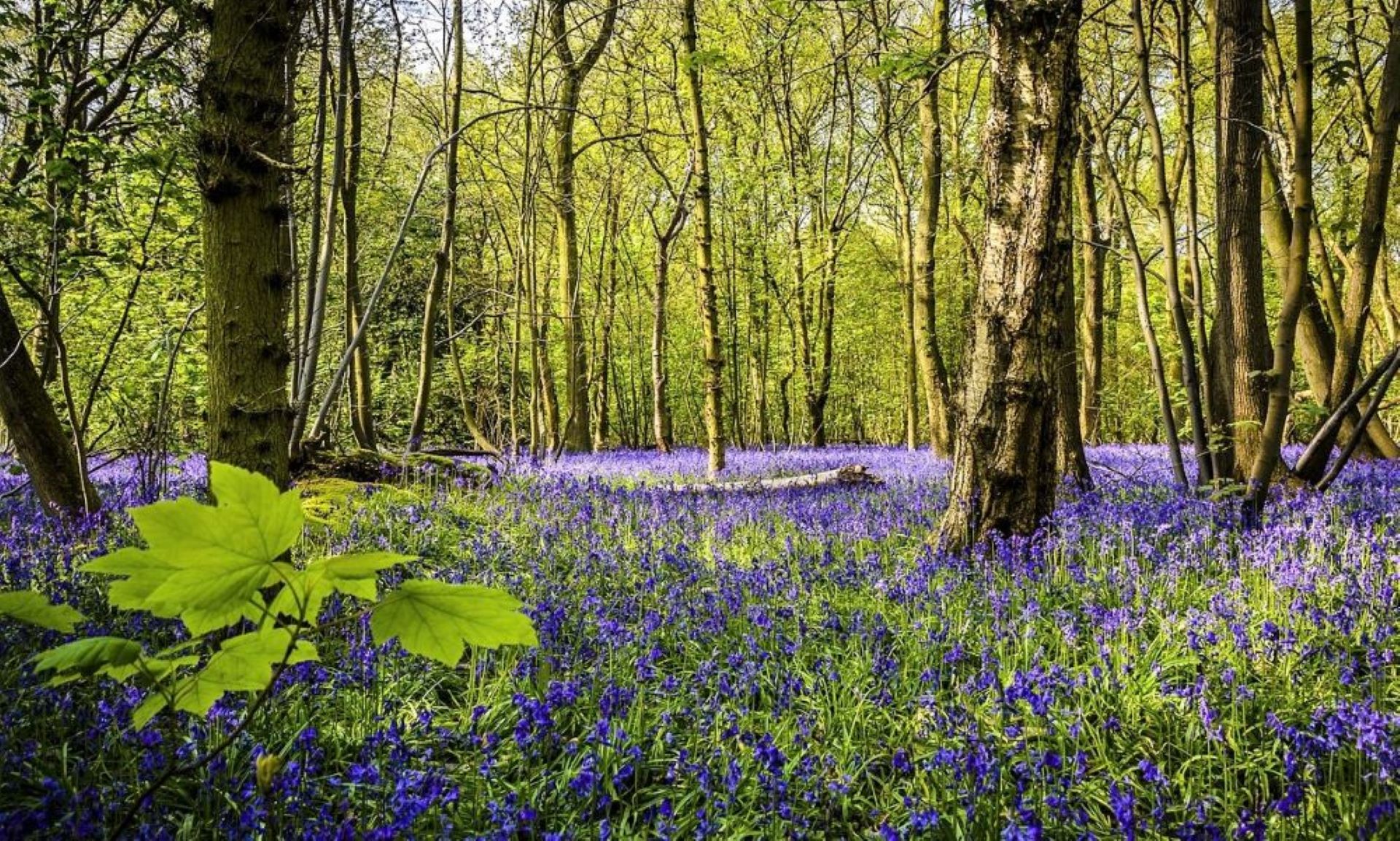 Bluebell wood (banner)