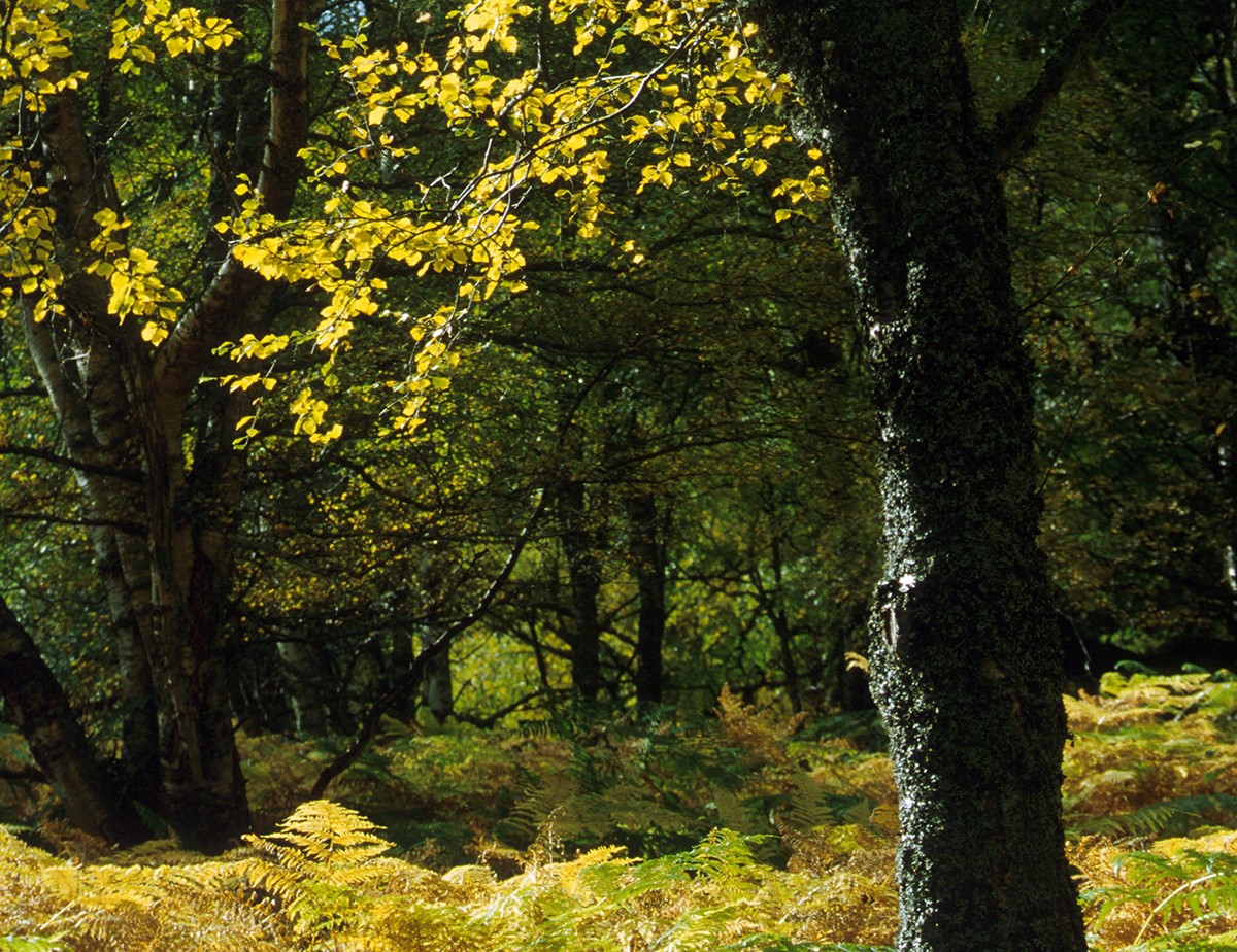 Photo of birch woodland in autumn