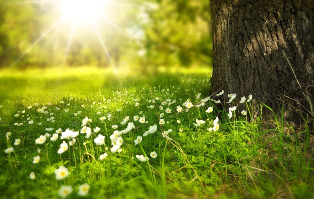 Wildflowers in woodland