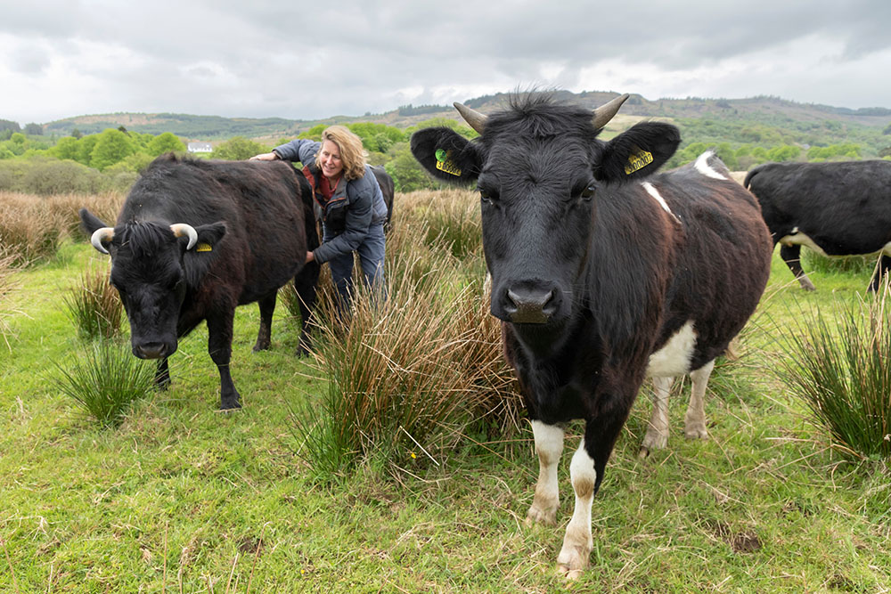 A small herd of rare breed Shetland cattle on Auchgoyle farm in Argyll.