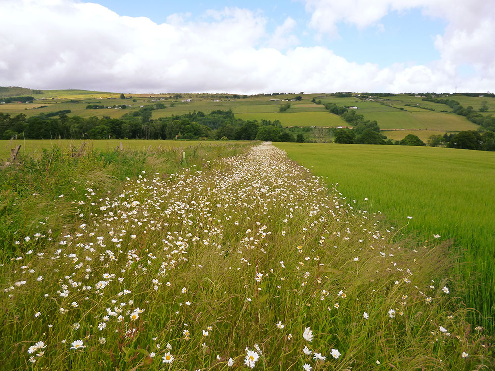 The landscape at Knockbain farm.