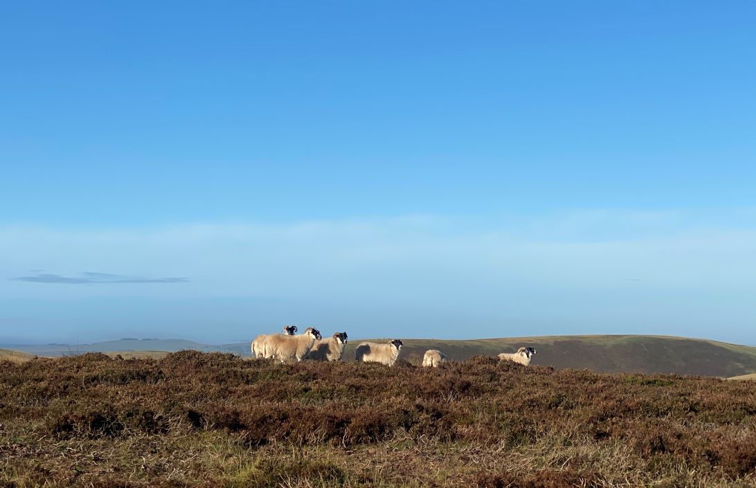 Sheep on heather