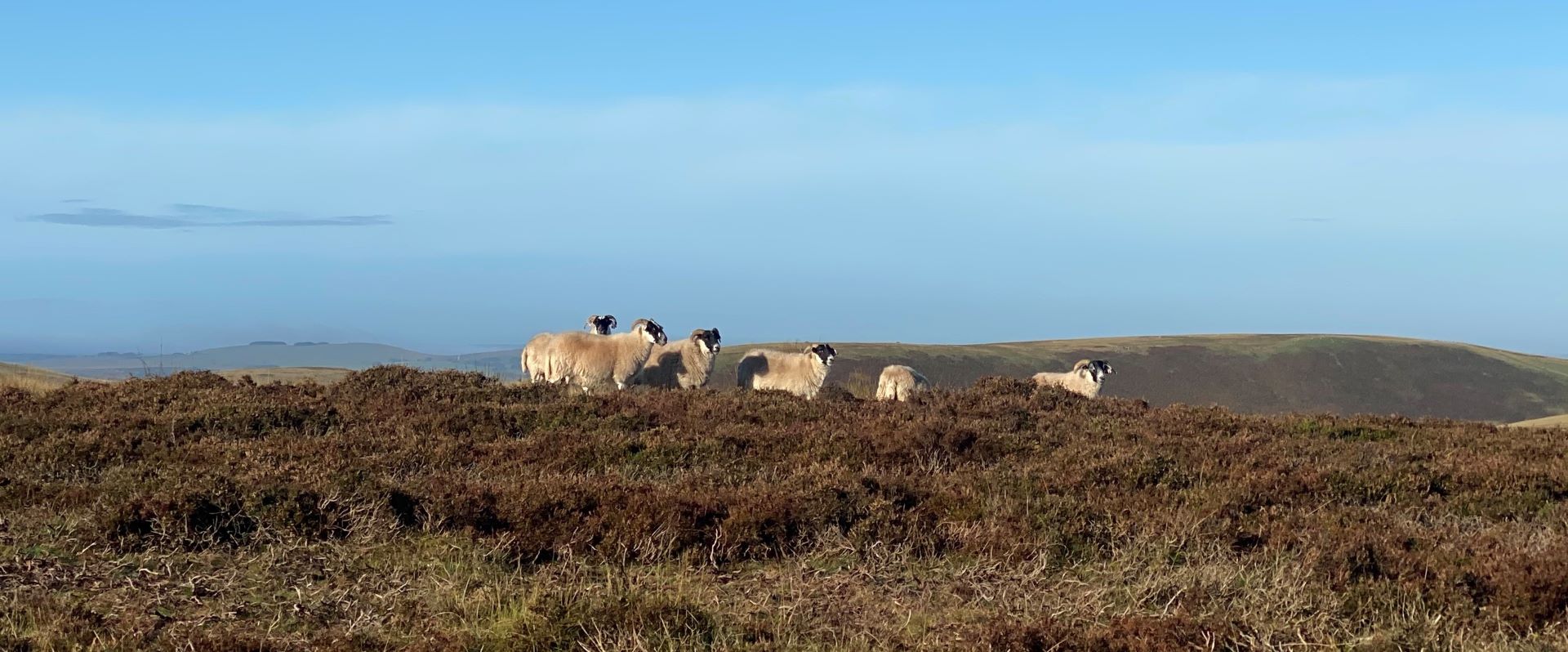 Sheep on heather farmland