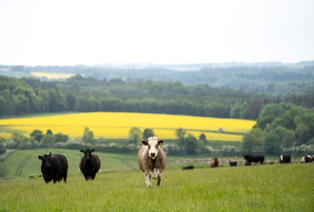 Cows in a field