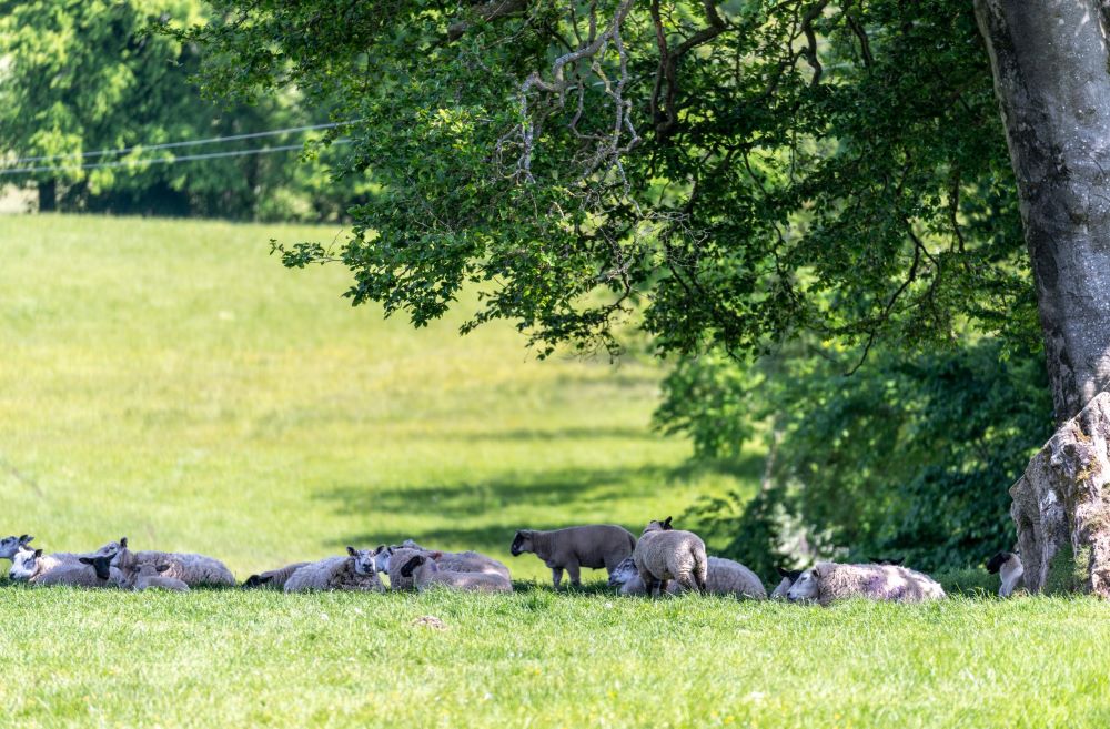 Sheep getting shade under a tree