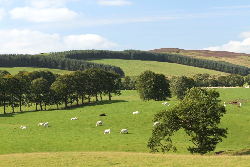 Sheep grazing on a wooded hillside