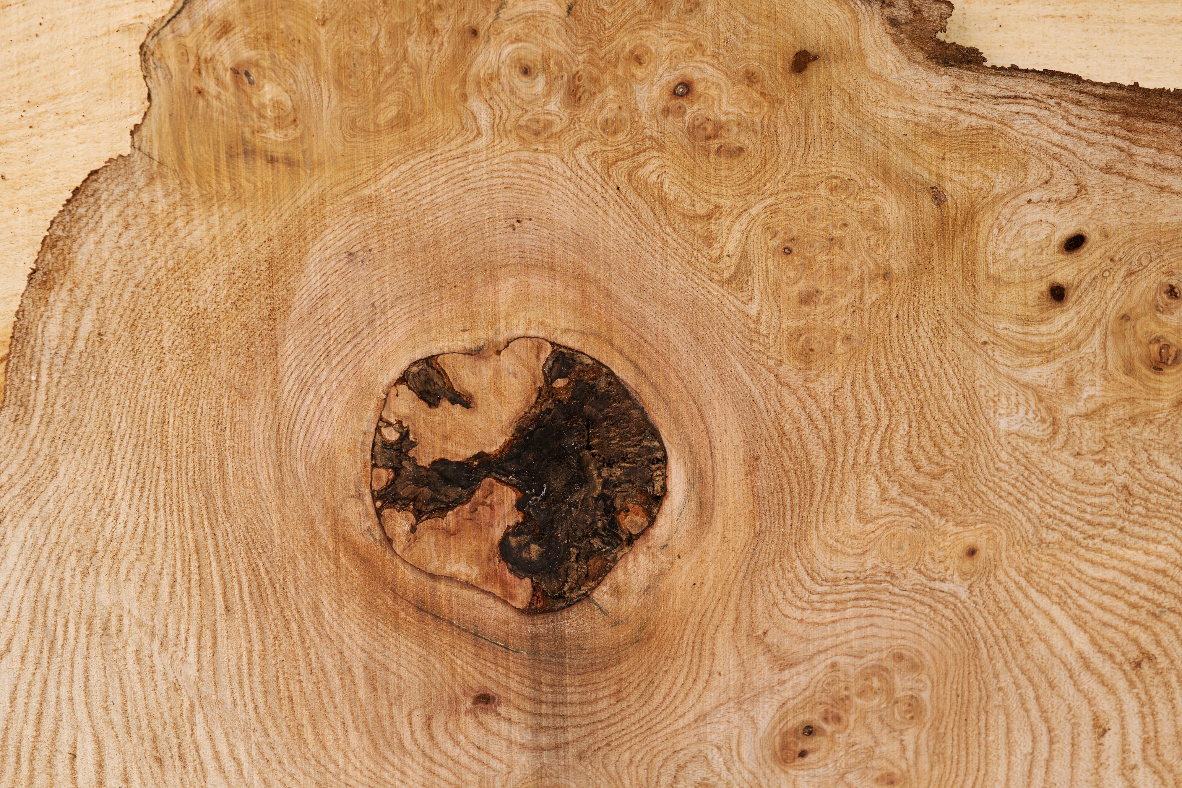 A cross-section of scottish timber, showing the grain pattern and knots