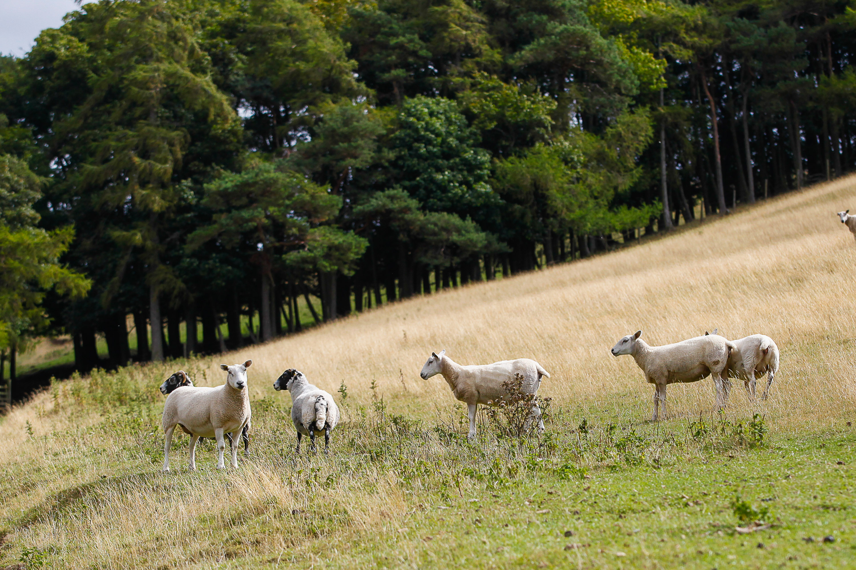 Sheep standing in field with trees in background