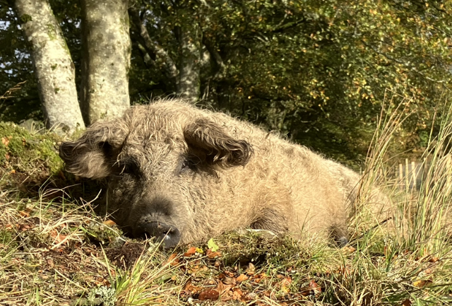 One of the pigs at Brodoclea Woodland Farm.