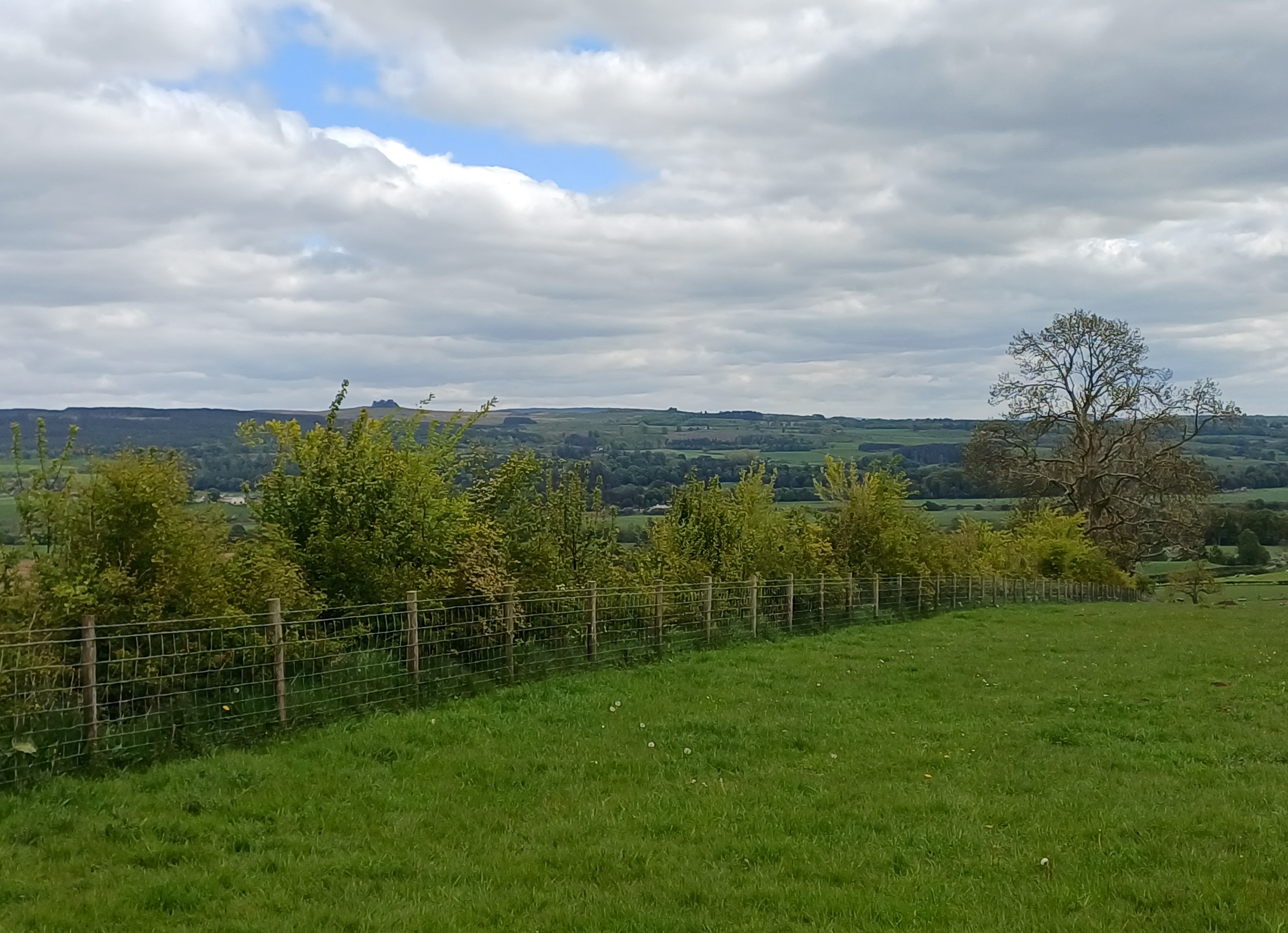 Trees, fencing and grass at Cowhill Estate