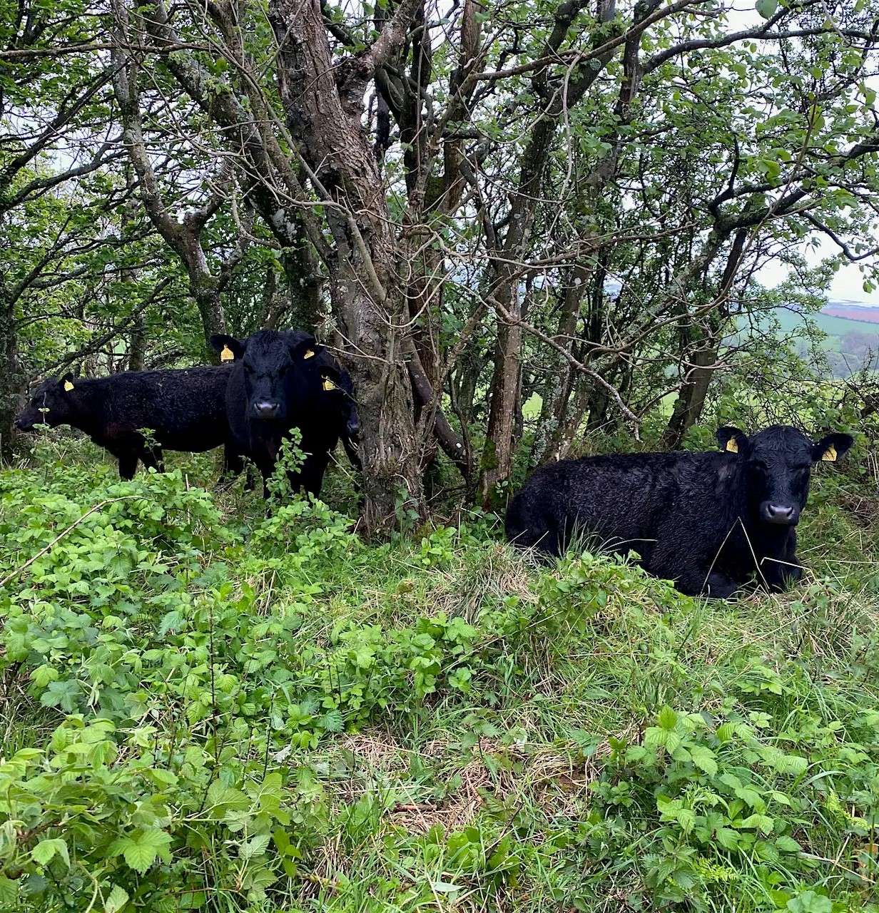 Cows under trees at Neidpath farms 