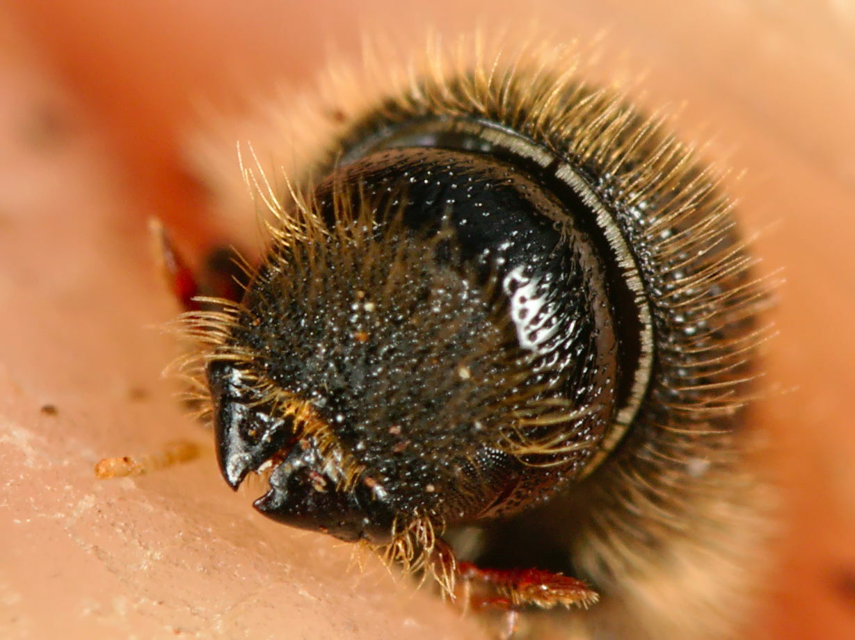 Ips cembrae - the large larch bark beetle.