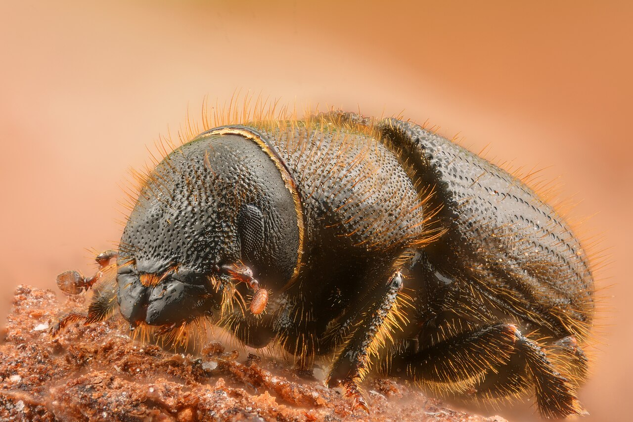 Dendroctonus micans - the great spruce bark beetle.