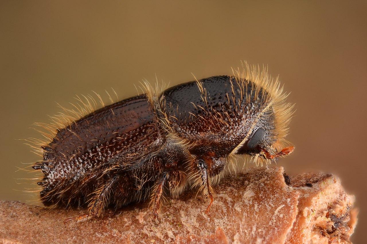 Ips typographus - the eight toothed spruce bark beetle.