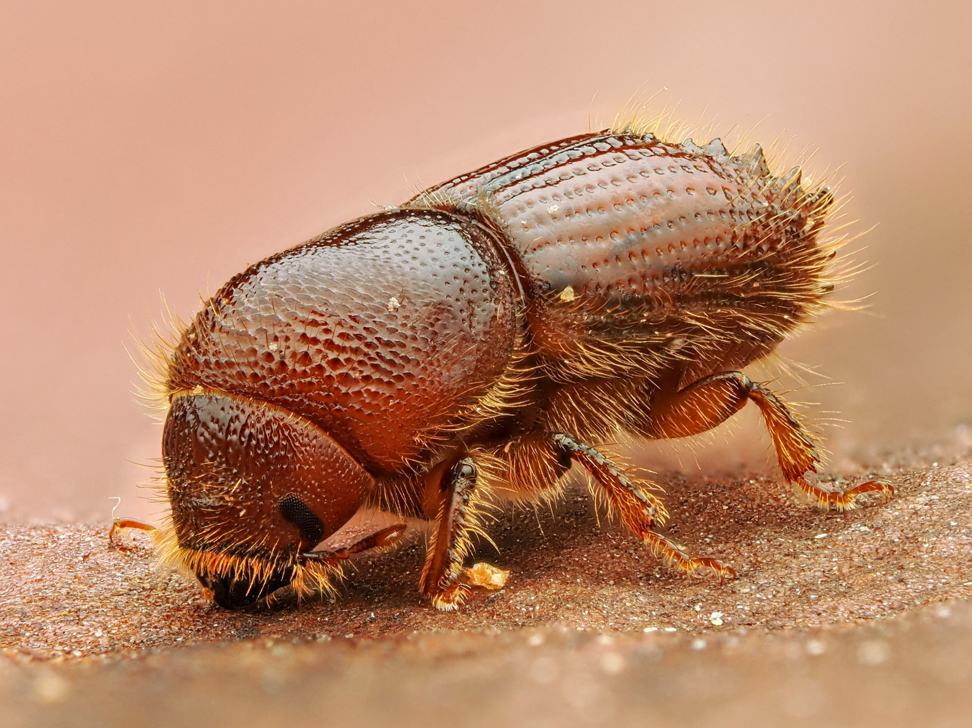 Ips sexdentatus - the six toothed pine bark beetle.