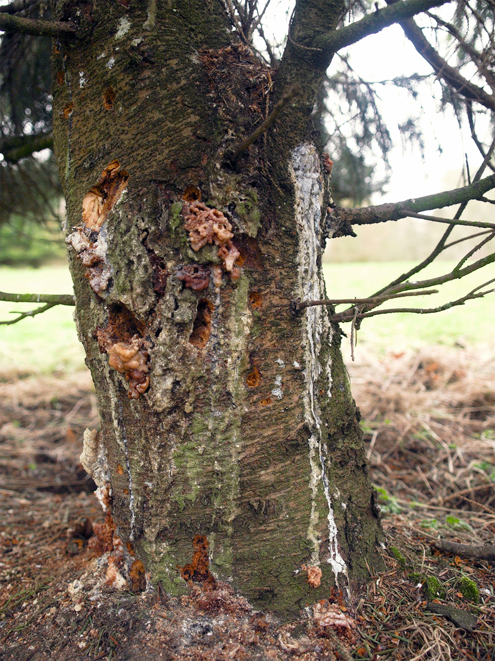 Exit holes and resin bleeds caused by great spruce bark beetle.