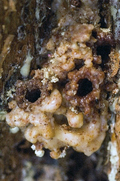 Exit holes and resin bleeds caused by great spruce bark beetle.