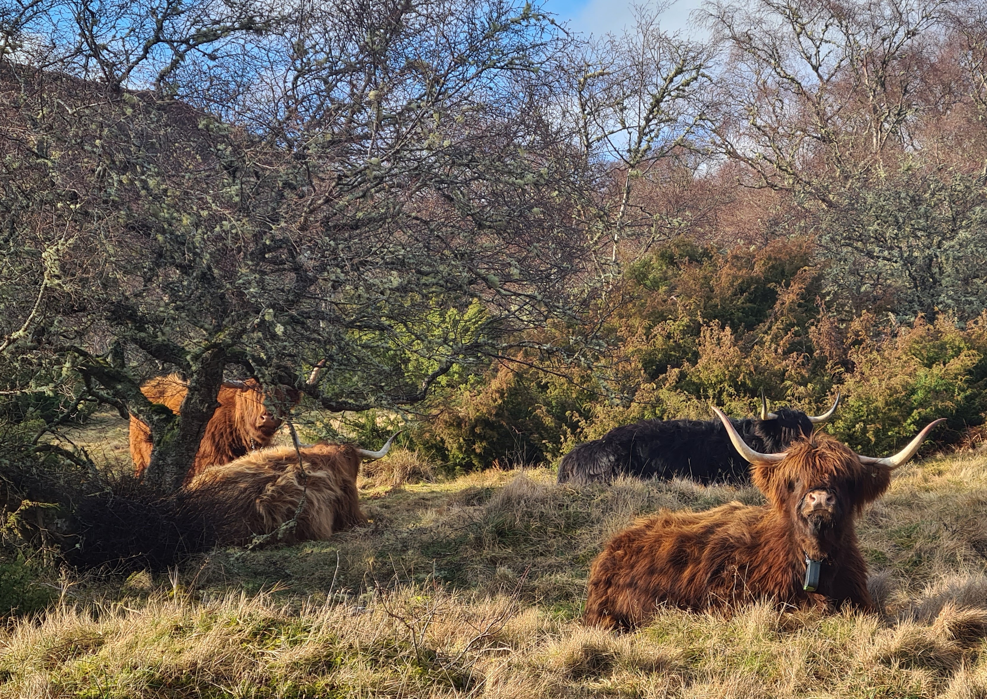 Highland cows under trees 